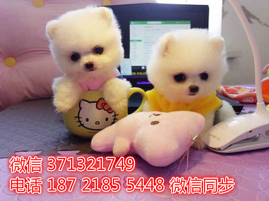 福州宠物狗狗 博美犬出售幼犬 福州犬舍 福州