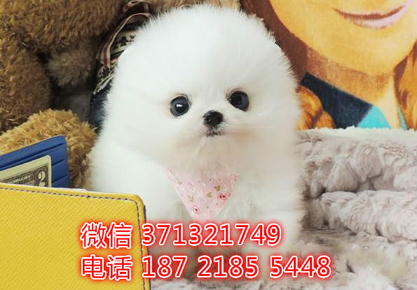 深圳宠物 博美犬出售纯种幼犬 深圳宠物狗犬舍