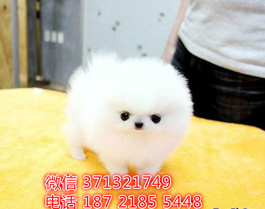 西宁犬舍 宠物狗狗出售博美犬狗狗 西宁犬舍在哪里