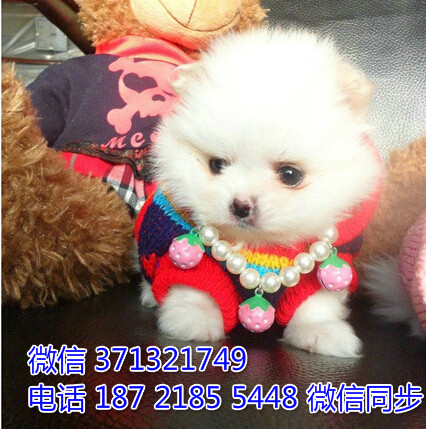 广州特惠 博美犬出售纯种 广州犬舍狗场在哪里