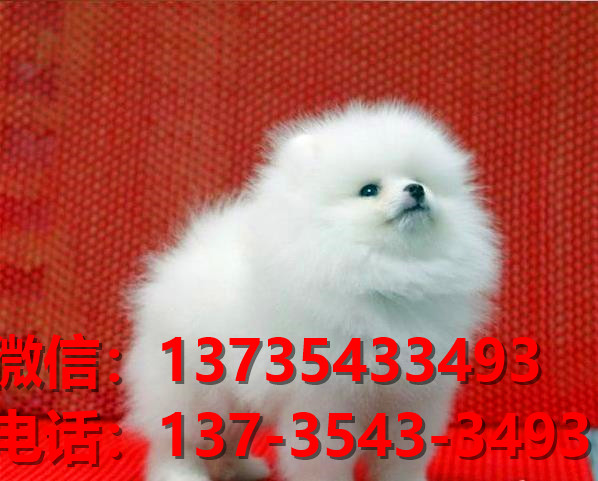 广州宠物狗狗犬舍出售纯种博美犬迷你袖珍犬小茶杯狗哪里有卖狗市在哪