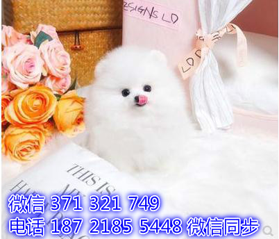 博美犬茶杯犬狗狗 长不大博美犬狗狗 狗场直销全国发货邢