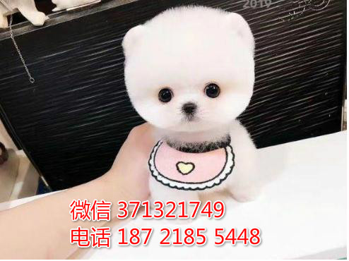 上海狗狗 出售博美犬幼犬 上海特价宠物 特价