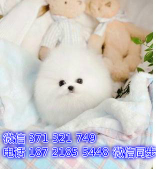 济南宠物狗狗 博美出售纯种幼犬 济南犬舍在哪