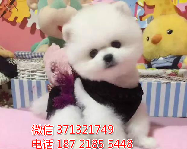 福州宠物 博美犬出售纯种幼犬 福州犬舍特价宠