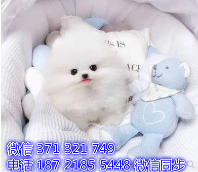 博美犬茶杯犬狗狗 长不大博美犬狗狗 狗场直销全国发货邢