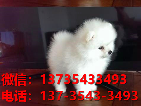 哈多利球型博美犬济南宠物狗犬舍宠物狗市场在