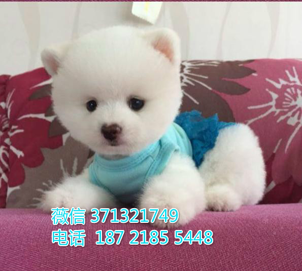 南昌宠物博美犬出售纯种 南昌犬舍 南昌宠物哪