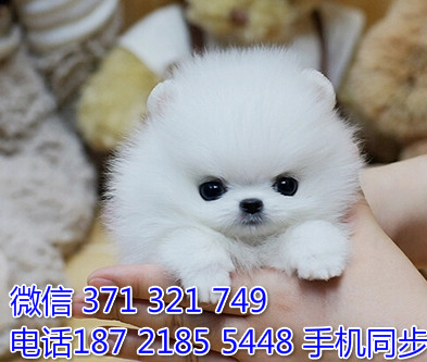 茶杯博美幼犬出售纯种 狗场直销宠物 哪里有宠物狗狗僖