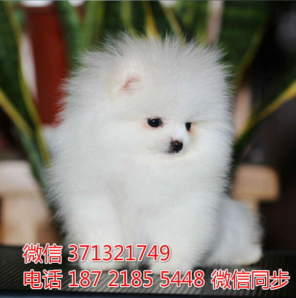 宠物狗狗茶杯博美全国可以发货 犬舍繁殖 包健康贤