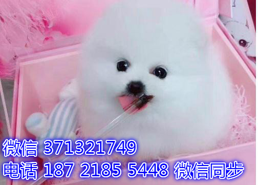 特价博美出售纯种幼犬 专业繁殖专业发货 可上门看诶