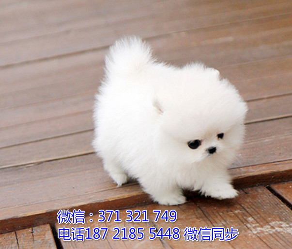 全国特惠博美纯种幼犬 支持上门 支持空运汽运 包健康液