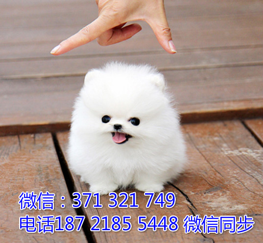 全国特惠博美纯种幼犬 支持上门 支持空运汽运