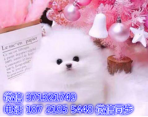 特价博美出售纯种幼犬 专业繁殖专业发货 可上门看窖