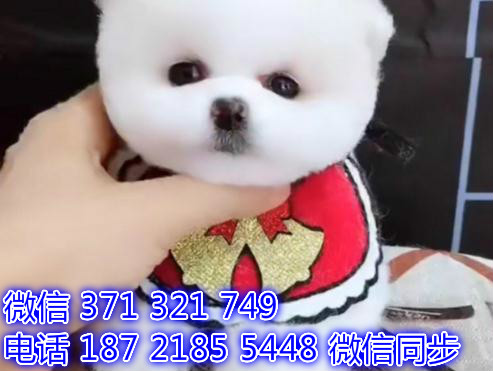 深圳宠物狗狗茶杯博美出售幼犬 全国可以发货