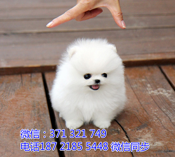 全国特惠博美纯种幼犬 支持上门 支持空运汽运 包健康菩