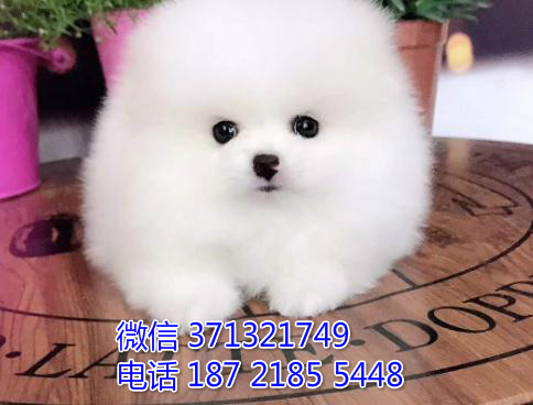 特价博美出售纯种幼犬 专业繁殖专业发货 可上门看拐