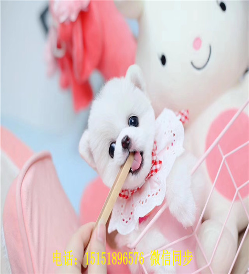 扬州球体博美出售 扬州哪里卖俊介犬 扬州好看