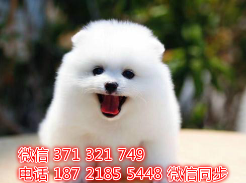 犬舍直销，哪里有宠物阿拉斯加，精品小型中型大型