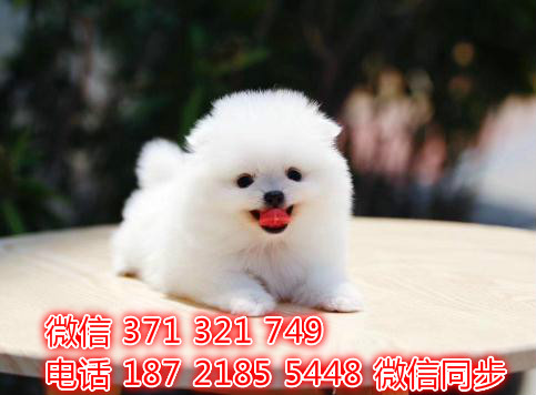 犬舍直销，哪里有宠物阿拉斯加，精品小型中型大型犬狗狗炕