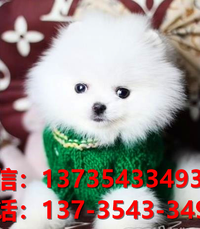 重庆犬舍出售纯种博美犬长不大白色袖珍犬茶杯狗卖狗买狗地方