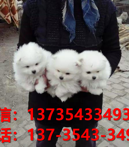 广州犬舍出售纯种博美犬长不大白色袖珍犬茶杯