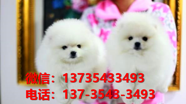 舟山宠物狗狗犬舍出售纯种博美犬幼犬狗市场在