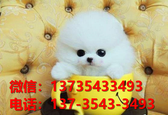 长治宠物狗狗犬舍出售纯种博美犬卖狗买狗地方