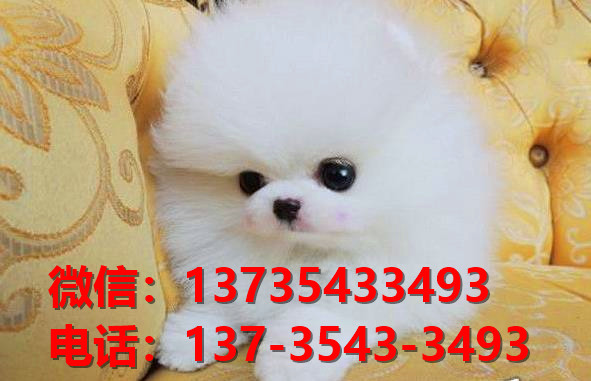 青岛宠物狗狗犬舍领养纯种博美犬卖狗网站买狗网上哪里有狗市场