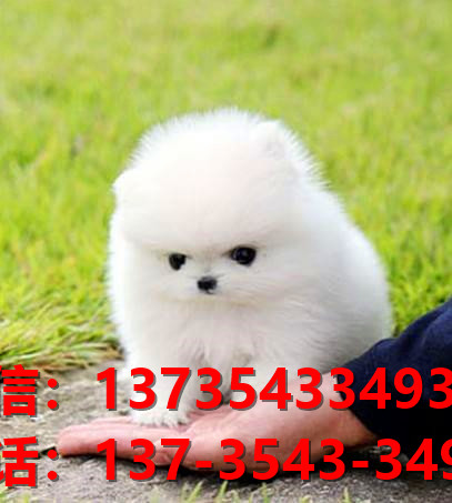 东营宠物狗犬舍出售博美犬网上卖狗买狗地方在