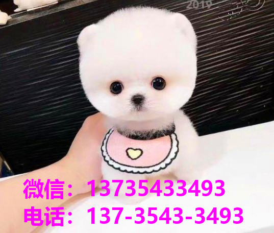 日照宠物狗犬舍出售纯种博美犬网上卖狗买狗地