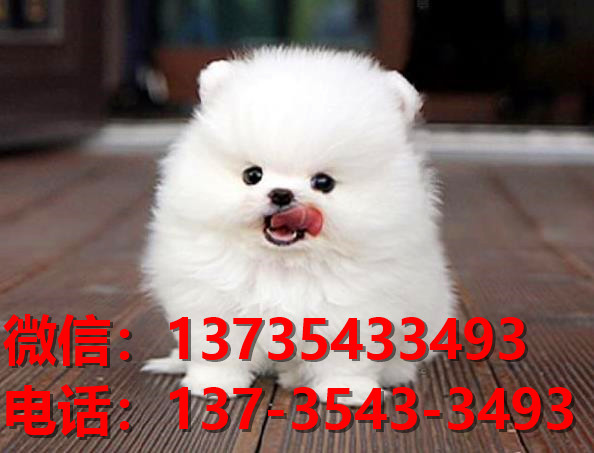 滨州宠物狗犬舍出售纯种博美犬网上卖狗买狗地