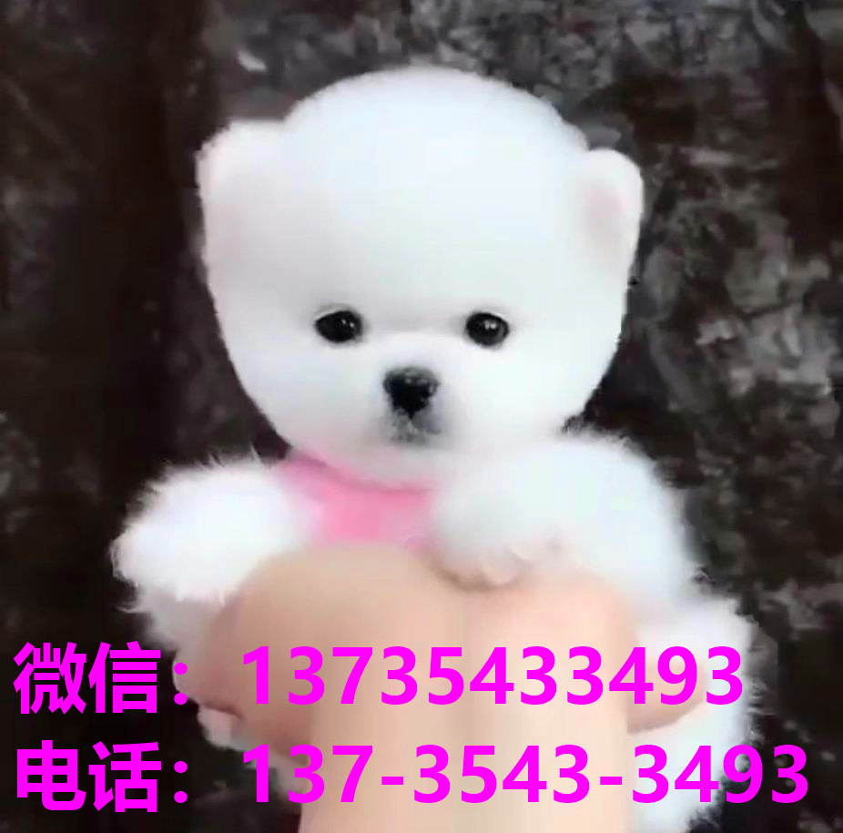 怀化犬舍宠物狗出售纯种博美茶杯犬网上卖狗买