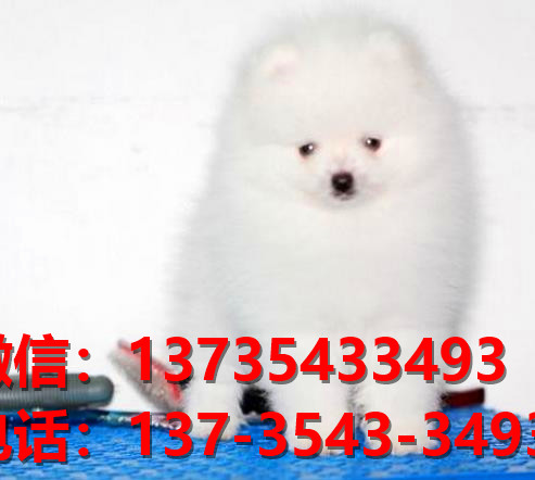 荆州宠物狗犬舍出售博美幼犬网上买狗卖狗的地