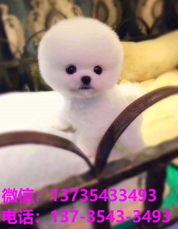 防城港宠物狗犬舍出售纯种茶杯博美俊介犬网上