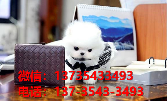 十堰宠物狗犬舍出售纯种博美犬幼犬网上卖狗买