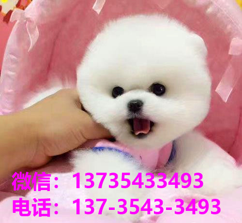 上海宝山宠物狗狗犬舍出售博美犬多少钱价格卖