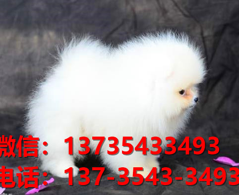 江苏苏州宠物狗狗犬舍出售纯种博美犬茶杯狗卖