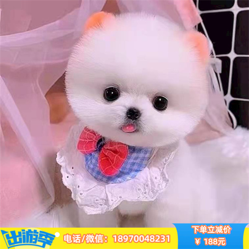 重庆本地纯种博美找新家 已打疫苗2针