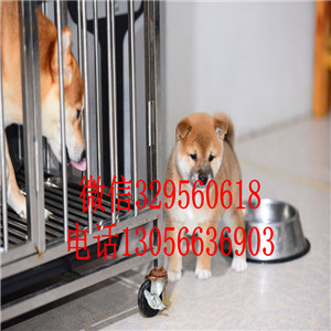 大连出售日系柴犬精品柴犬疫苗齐全