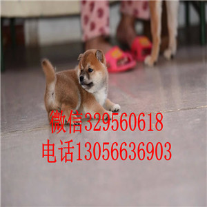 朔州哪里有卖纯种柴犬柴犬犬舍疫苗齐全