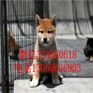 蚌埠哪里能买到赤色柴犬柴犬多少钱纯种健康的