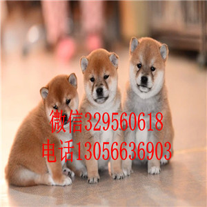 淮北出售纯种柴犬柴犬多少钱包纯种健康