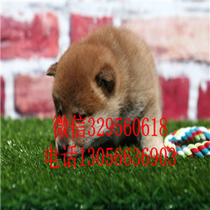 牡丹江出售赤色柴犬柴犬价格包纯种健康