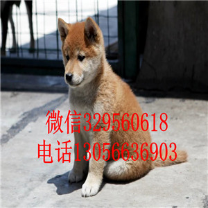 秀山哪里有卖赤色柴犬柴犬多少钱疫苗齐全