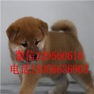 济南哪里能买到纯种柴犬繁殖柴犬高品质柴犬