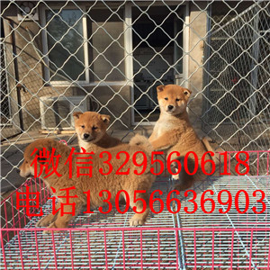 延边州哪里能买到日系柴犬繁殖柴犬纯种健康的