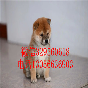 吉安出售双血统柴犬赛级柴犬高品质柴犬