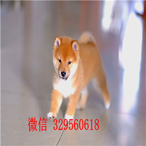 赤峰哪里有卖黑色柴犬日系柴犬赛级柴犬