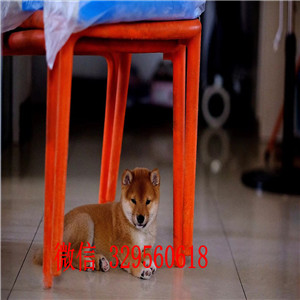 定西哪里有卖赤色柴犬日系柴犬专业繁殖